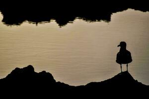 Silhouette of a bird photo