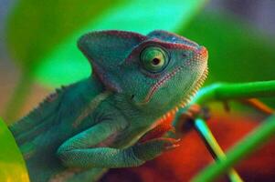 Close-up of an iguana photo