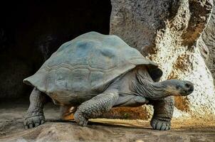 a large tortoise walking in its enclosure photo