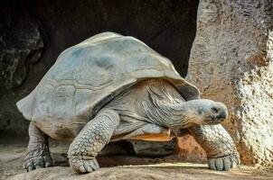 a large tortoise walking in its enclosure photo