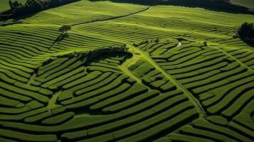 Aerial view of green tea plantation in the morning. Nature background. . Generative AI photo