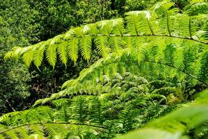 a fern tree in the forest photo