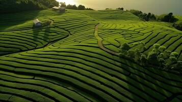 Aerial view of green tea plantation in the morning. Nature background. . Generative AI photo