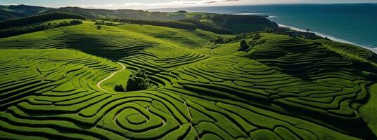 Aerial view of green tea plantation in the morning. Nature background. . Generative AI photo