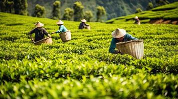 tea picking at the tea plantation at the town of Mae Salong north of the city Chiang Rai in North Thailand. Generative AI photo