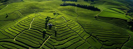 Aerial view of green tea plantation in the morning. Nature background. Generative AI photo