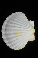 a large white shell on a black background photo