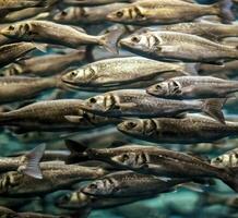 un grande grupo de pescado nadando en un tanque foto