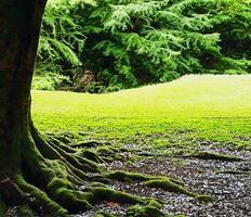 brillante paisaje. verde césped, jugoso colores. el fabuloso atmósfera de el claro foto