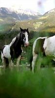 Well-groomed two horses grazing in a green meadow against the backdrop of the mountains. Horses with a beautiful mane in a pasture next to a mountain river. video