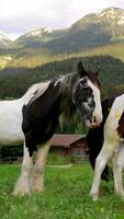 bem cuidado dois cavalos pastar dentro uma verde Prado contra a pano de fundo do a montanhas. cavalos com uma lindo juba dentro uma pasto Próximo para uma montanha rio. video