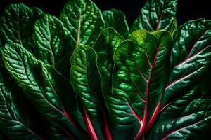Zoom in on Swiss Chard, against a dark backdrop in a studio AI Generated photo