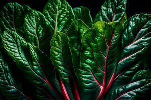 Zoom in on Swiss Chard, against a dark backdrop in a studio AI Generated photo