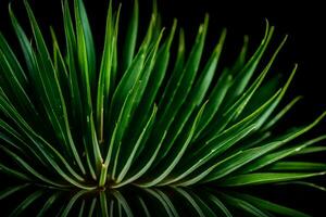 Macro focus means getting very close to a particular object, like Pandan, and capturing a picture of it The studio is very dark AI Generated photo