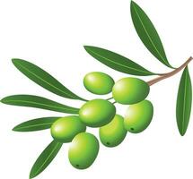 Fresh olives on an olive branch vector illustration, Olives and olive leaves on a branch stock vector image, green olives and olive leaves clip art