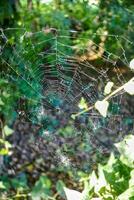 Spider weaves a web photo