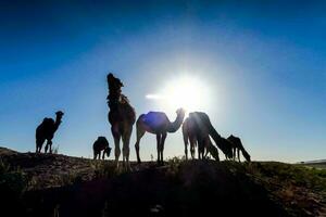Camels in the desert photo
