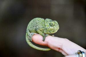 Small green chameleon photo