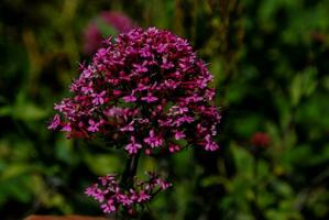 Small pink flowers photo