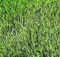 Green grass close-up photo