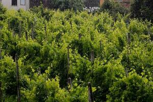 View of the vineyard photo