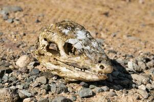 An animal skull photo