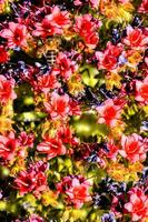 a bee and a bunch of red flowers photo