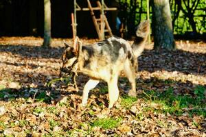 A dog playing photo