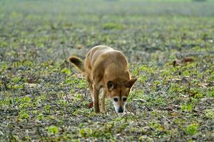 A dog playing outside photo