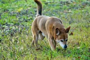 A dog playing outside photo