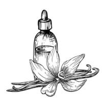 Vanilla Essential Oil. Hand drawn vector illustration of vintage Bottle, flower and sticks for aromatherapy in black and white colors. Linear drawing of old Flacon for alternative medicine