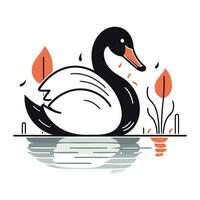 Vector illustration of a black swan swimming on a lake. Isolated on white background.
