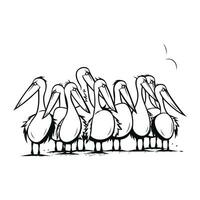 Vector illustration of pelicans isolated on white background. Hand drawn line art.