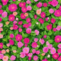 real flower background. background design. nature wallpaper background. AI generated images photo