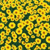 yellow daisy flowers background. flower wallpaper background design. AI generated images photo