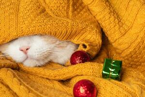 un gracioso gato un frío otoño, invierno palos fuera de un calentar amarillo cobija foto