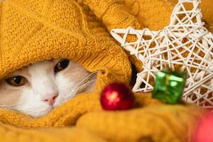 Cat a cold autumn, winter. A beautiful white muzzle of a cat with a pink nose sticks out of a warm yellow blanket photo
