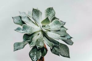 Green echeveria succulent in a pot against the background of white boards photo