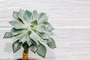 Green echeveria succulent in a pot against the background of white boards photo