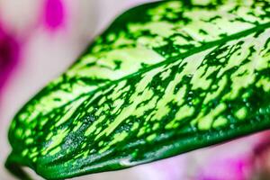 Dieffenbachia leaf close-up with water drops photo