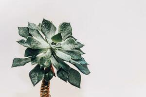 Green echeveria succulent in a pot against the background of white boards photo