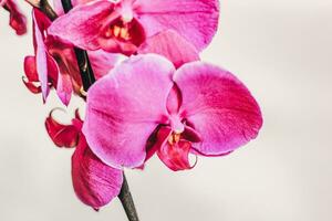 Branch of blooming purple orchid close-up, phalaenopsis photo