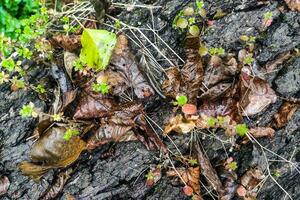 Autumn fallen leaves in autumn forest after rain photo