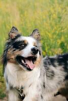A dog of the Australian Shepherd breed with brown eyes on a walk, close-up. photo