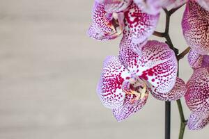 Branch of blooming purple orchid close-up, phalaenopsis photo