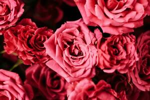 Small pink bush roses on a white background with a place for text photo