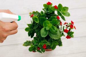 Hands spray pest spray, fertilizer on a Kalanchoe flower pot photo