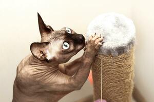 Sphynx Cat Scratching And Sharpening Claws on a special board photo