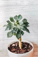 Green echeveria succulent in a pot against the background of white boards photo