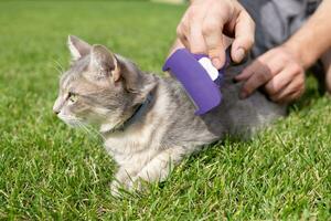 man's  hands brushing cat's fur photo